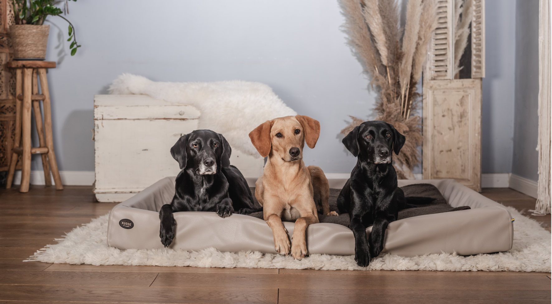 Blog Dog Bed Size Hero