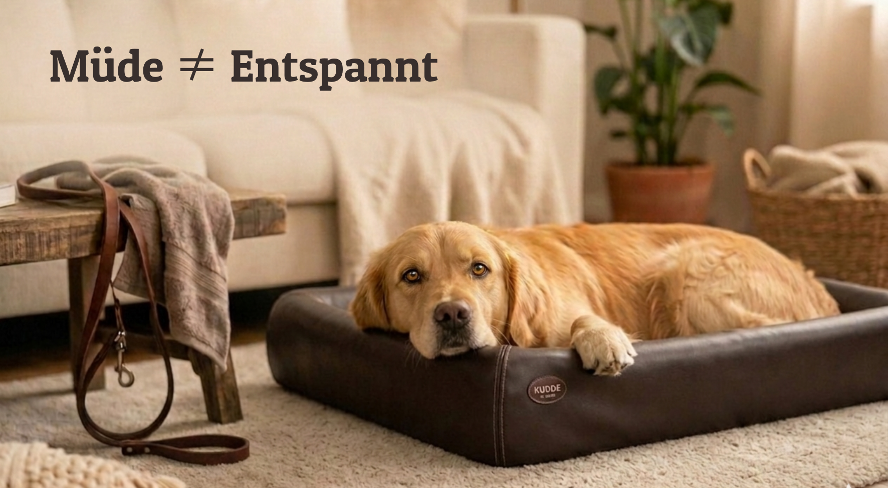 Warum dein Hund nach dem Ausflug müde, aber unruhig ist