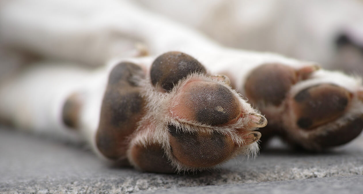 Dein Hund hat sich die Pfote wund gelaufen? Das kannst du tun