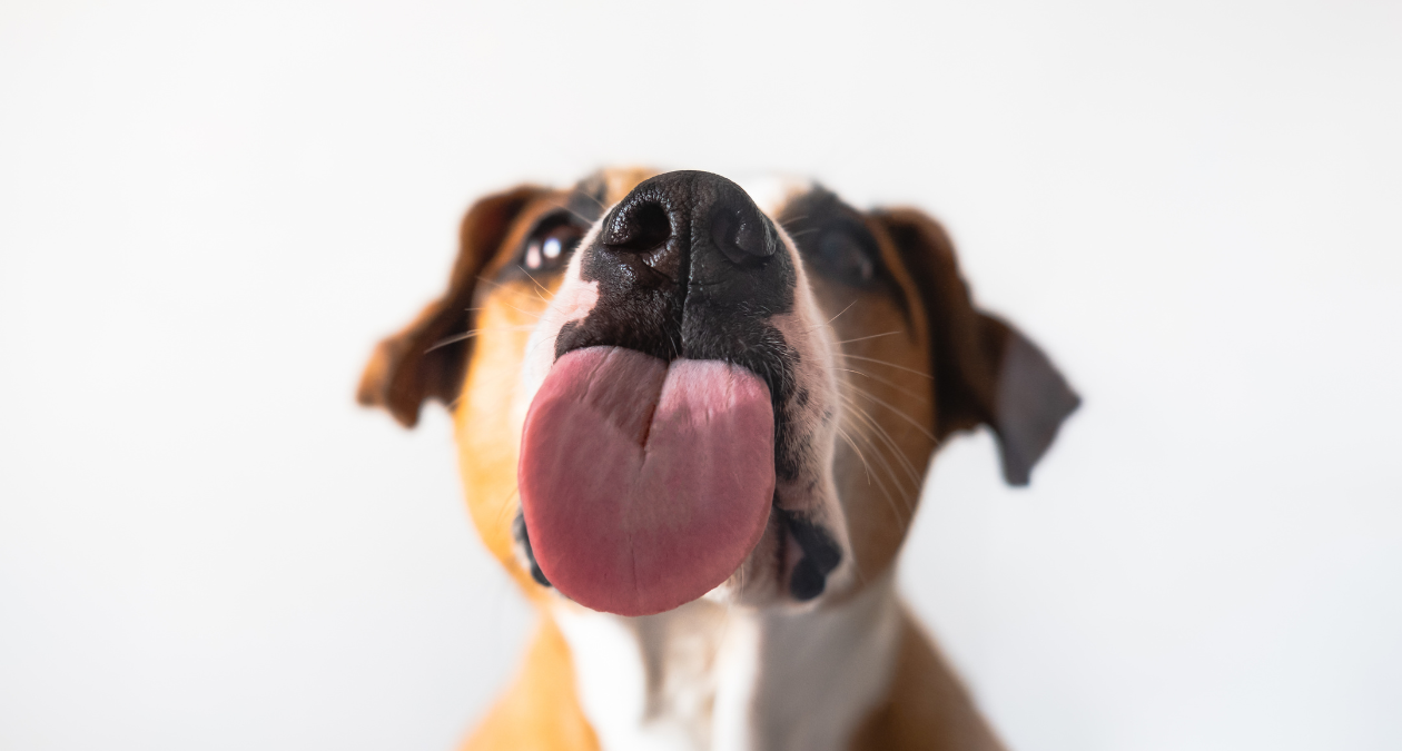 Darum leckt sich dein Hund die Pfoten: Ursachen & Hausmittel
