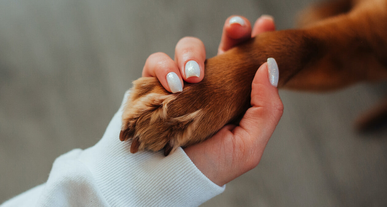 Warum Hunde glücklich & gesund machen