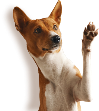 Bild Hund