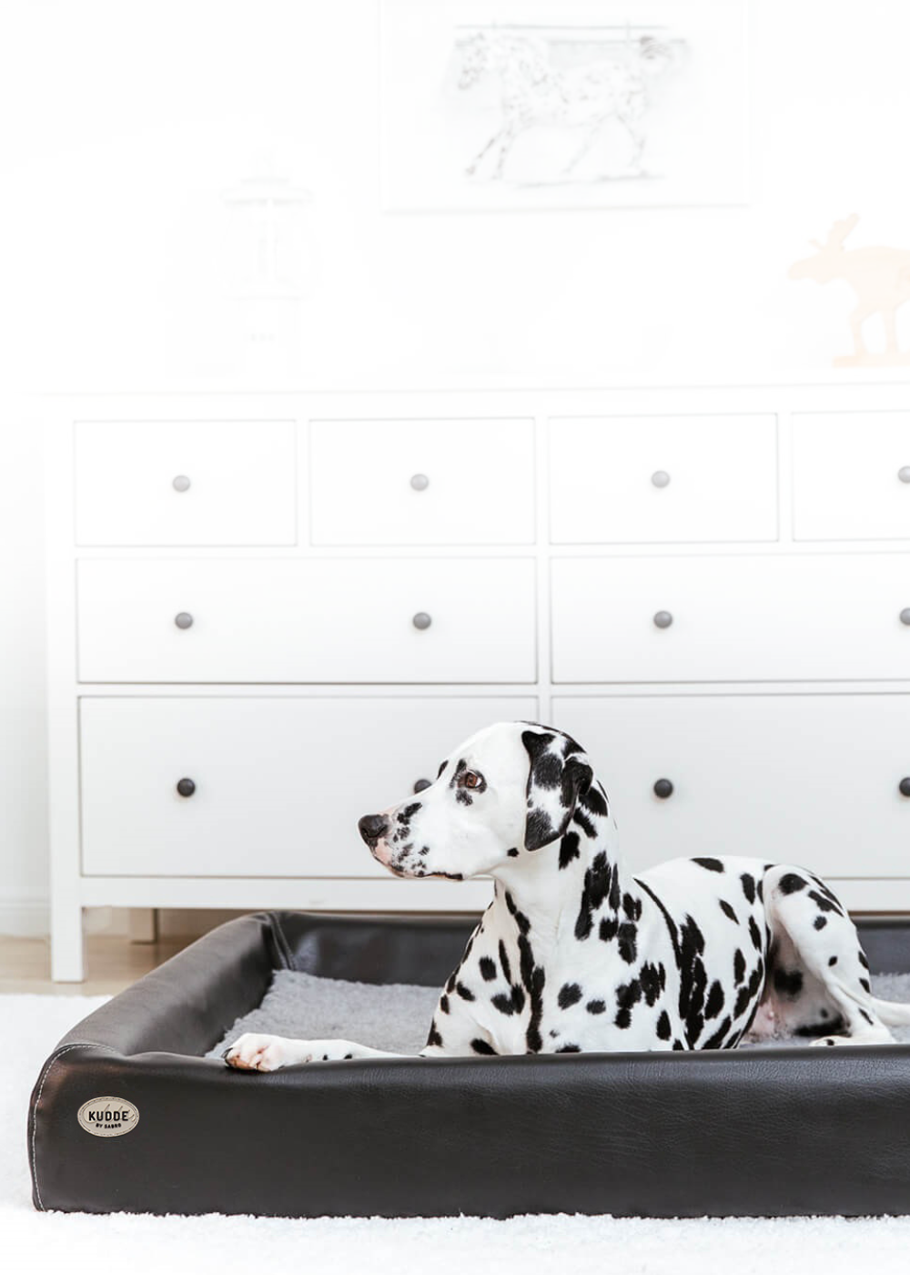 Heroimage mobil Dalmatiner im KUDDE