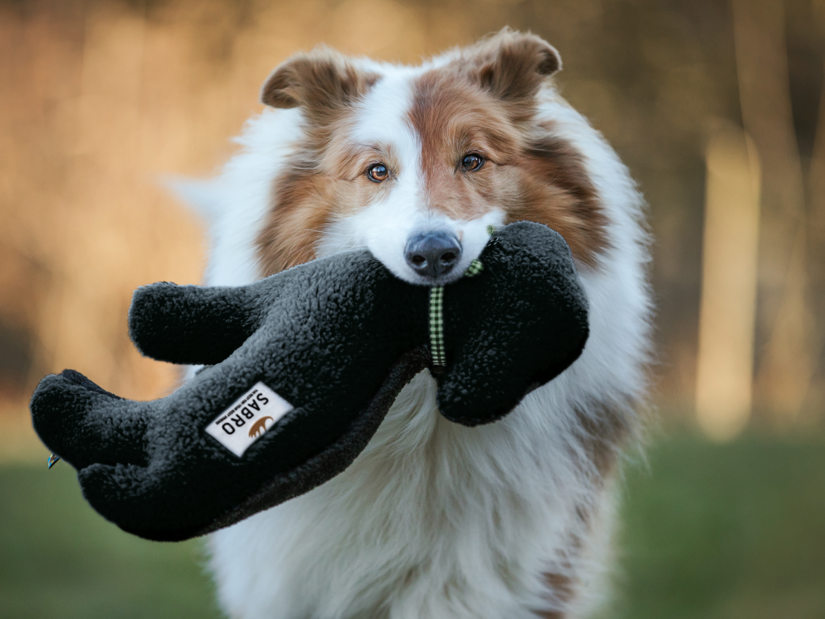 Lamm LOTTE Hundespieltier
