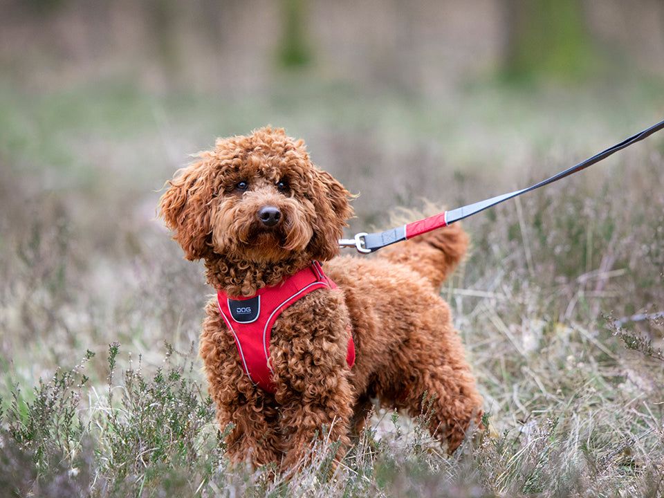COMFORT WALK GO dog harness