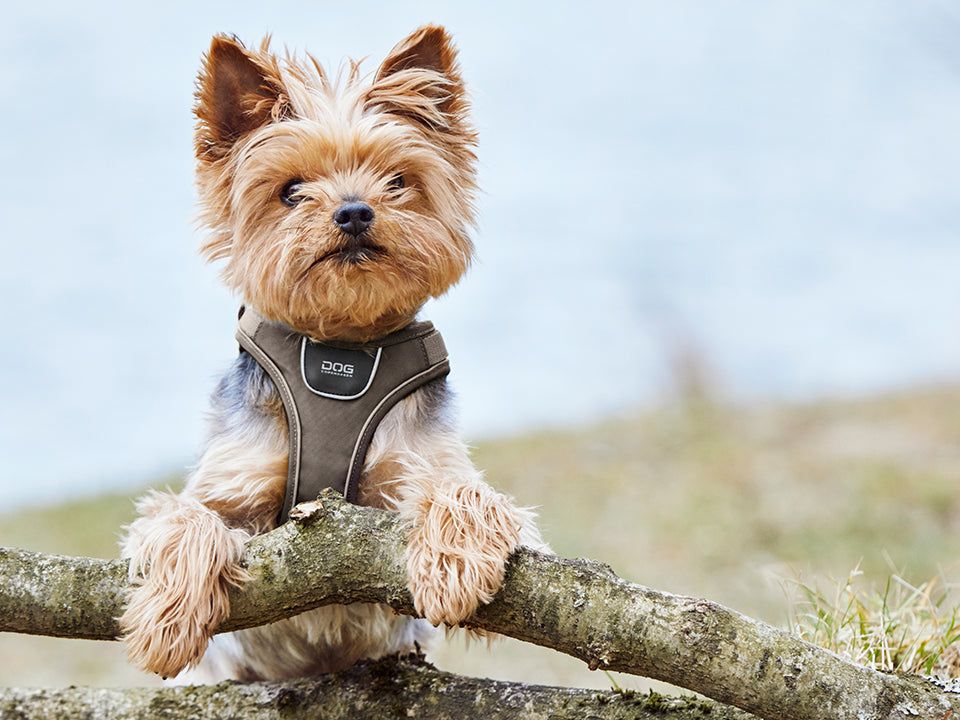 COMFORT WALK GO dog harness