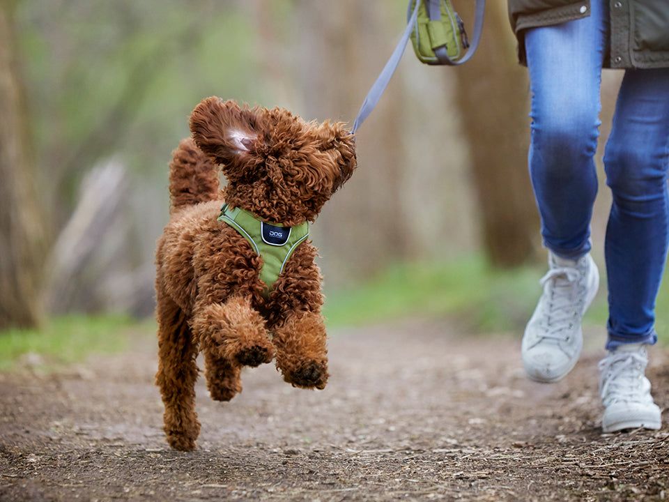 COMFORT WALK GO dog harness