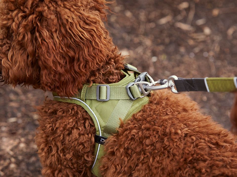 COMFORT WALK GO dog harness