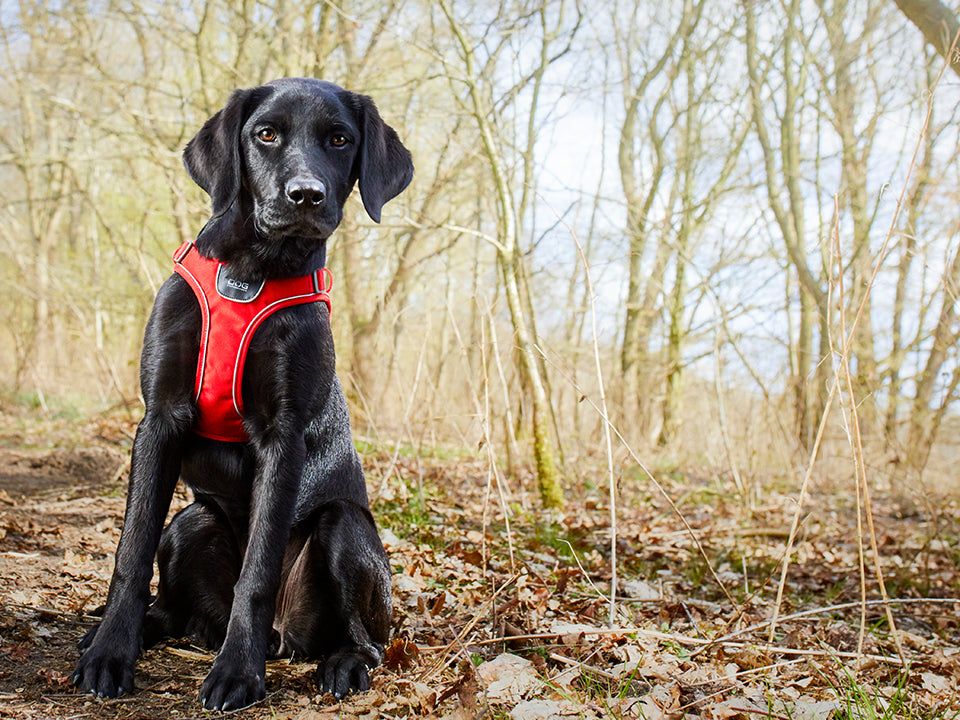COMFORT WALK GO dog harness