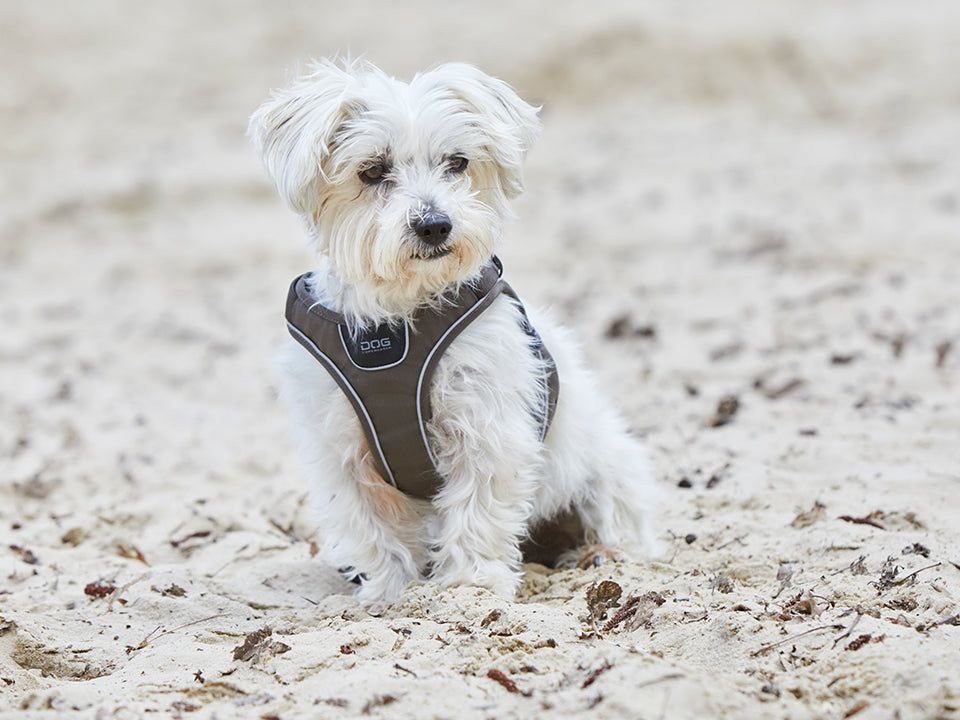 COMFORT WALK GO dog harness