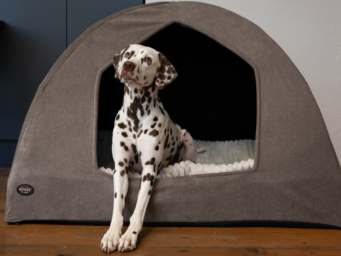Dalmatian in igloo brown