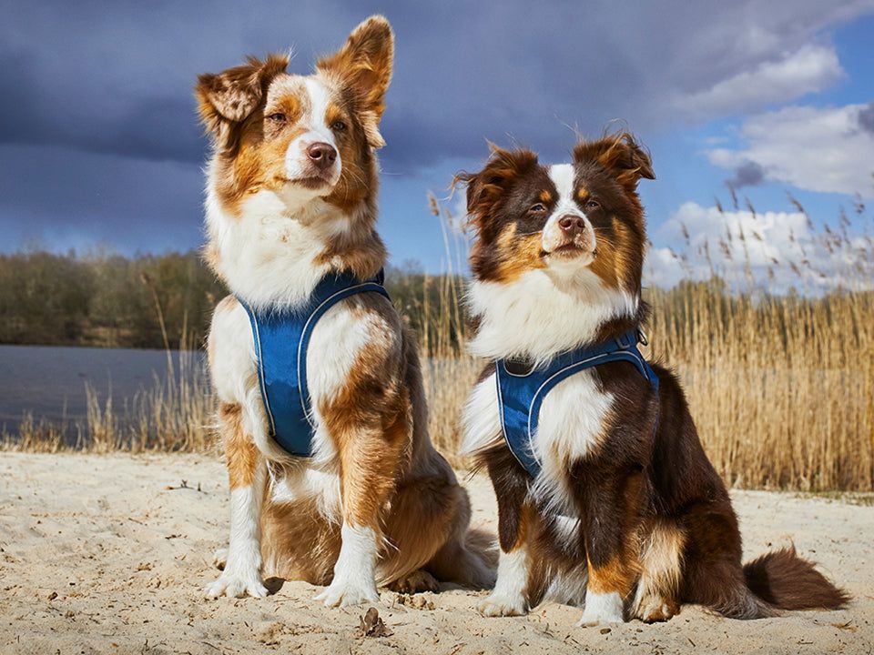 COMFORT WALK GO dog harness