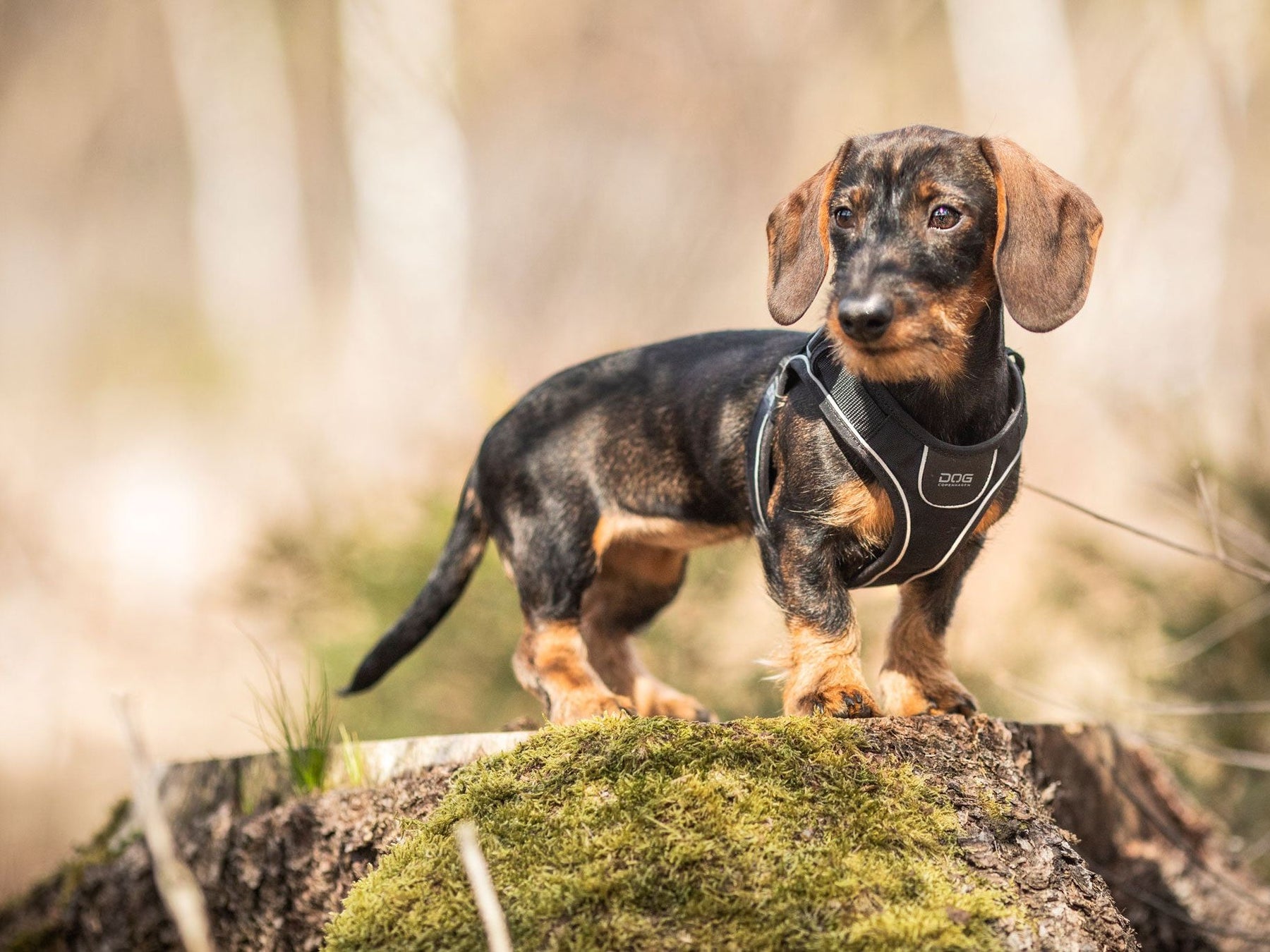 COMFORT WALK GO dog harness