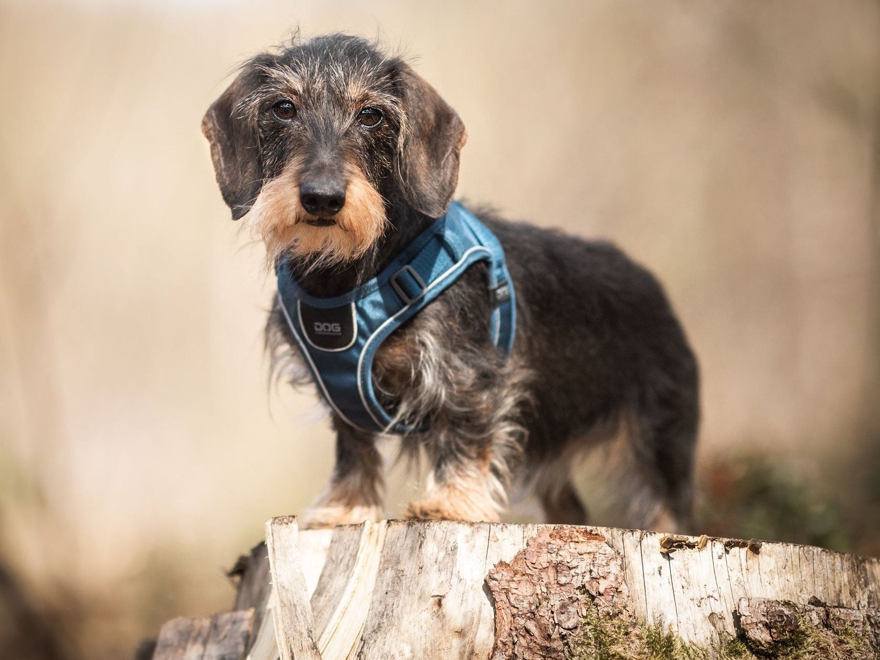 COMFORT WALK GO dog harness