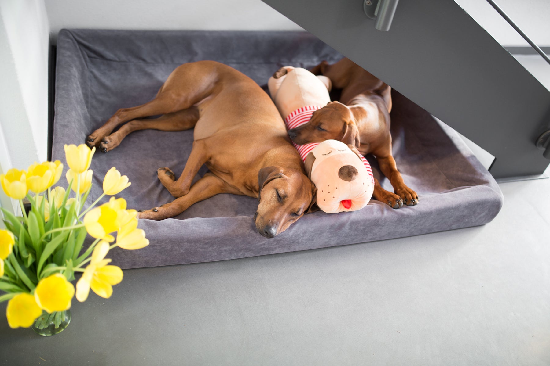 Cuddly dog TOMTE