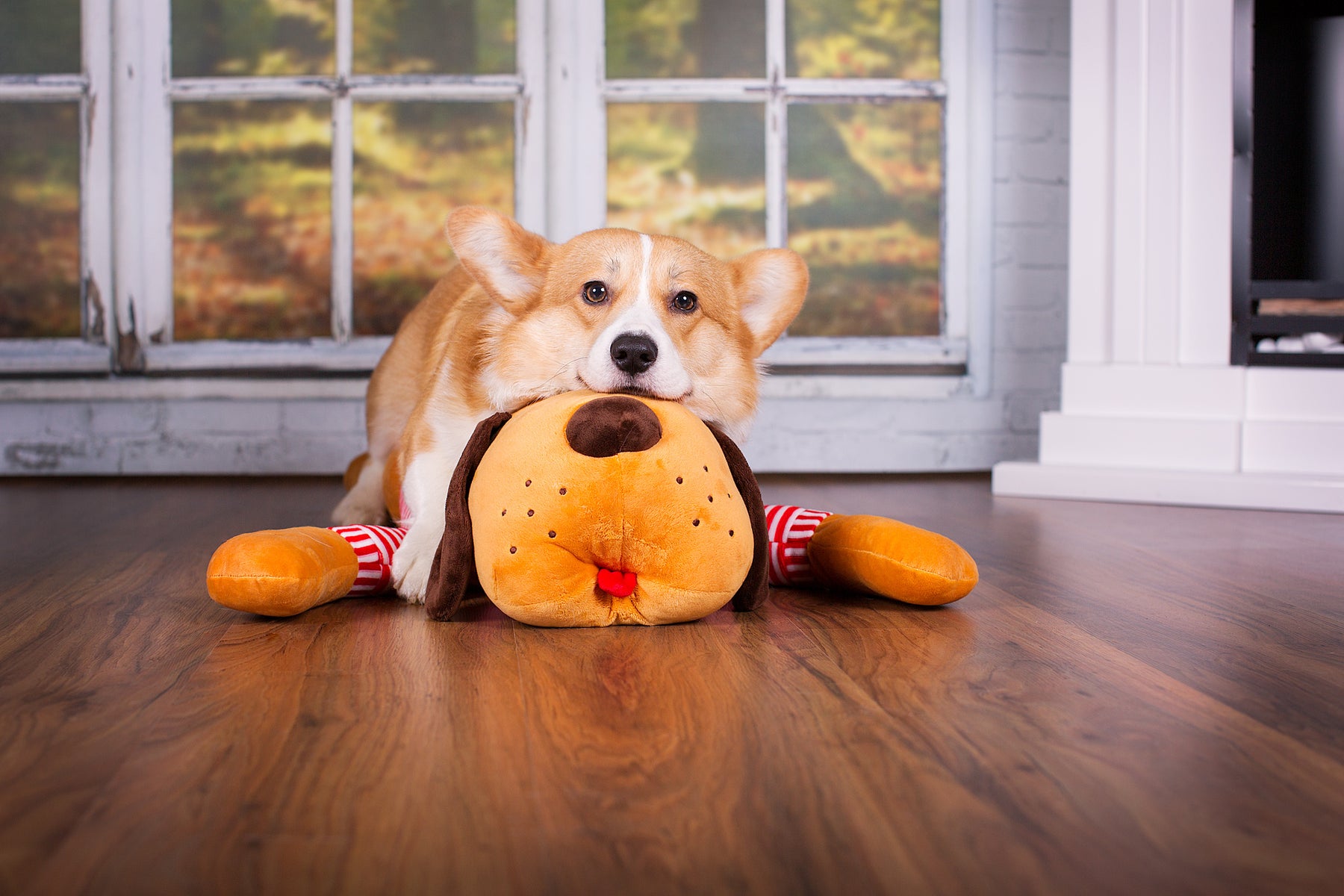 Cuddly dog TOMTE
