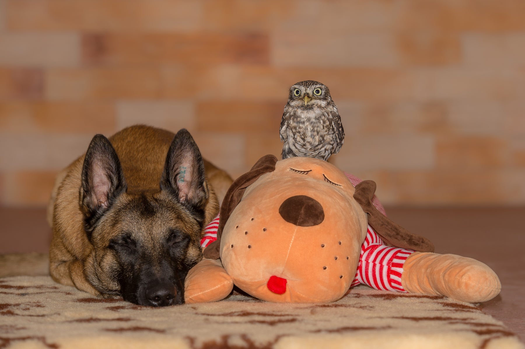 Cuddly dog TOMTE