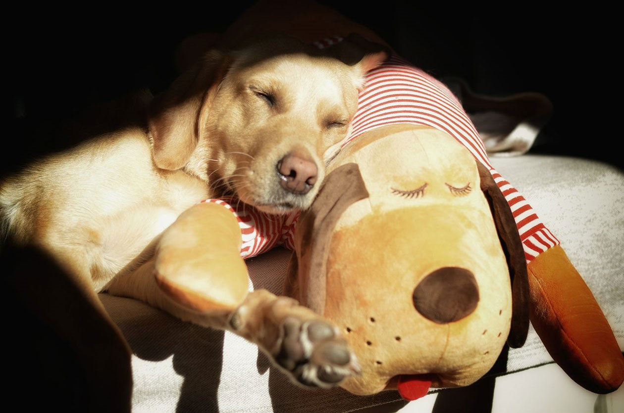 Cuddly dog TOMTE