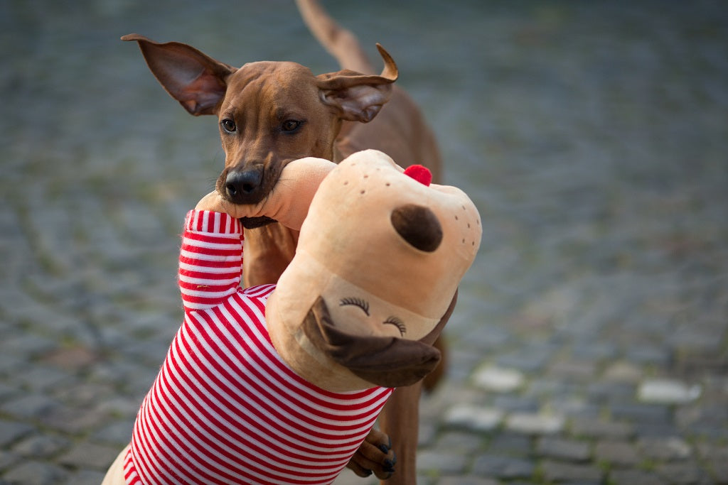 Cuddly dog TOMTE