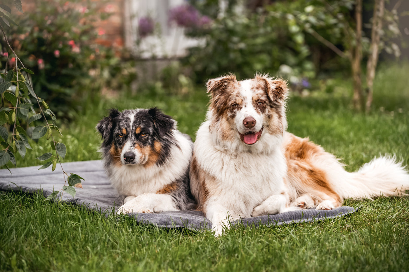 Dogs on Resor travel mat