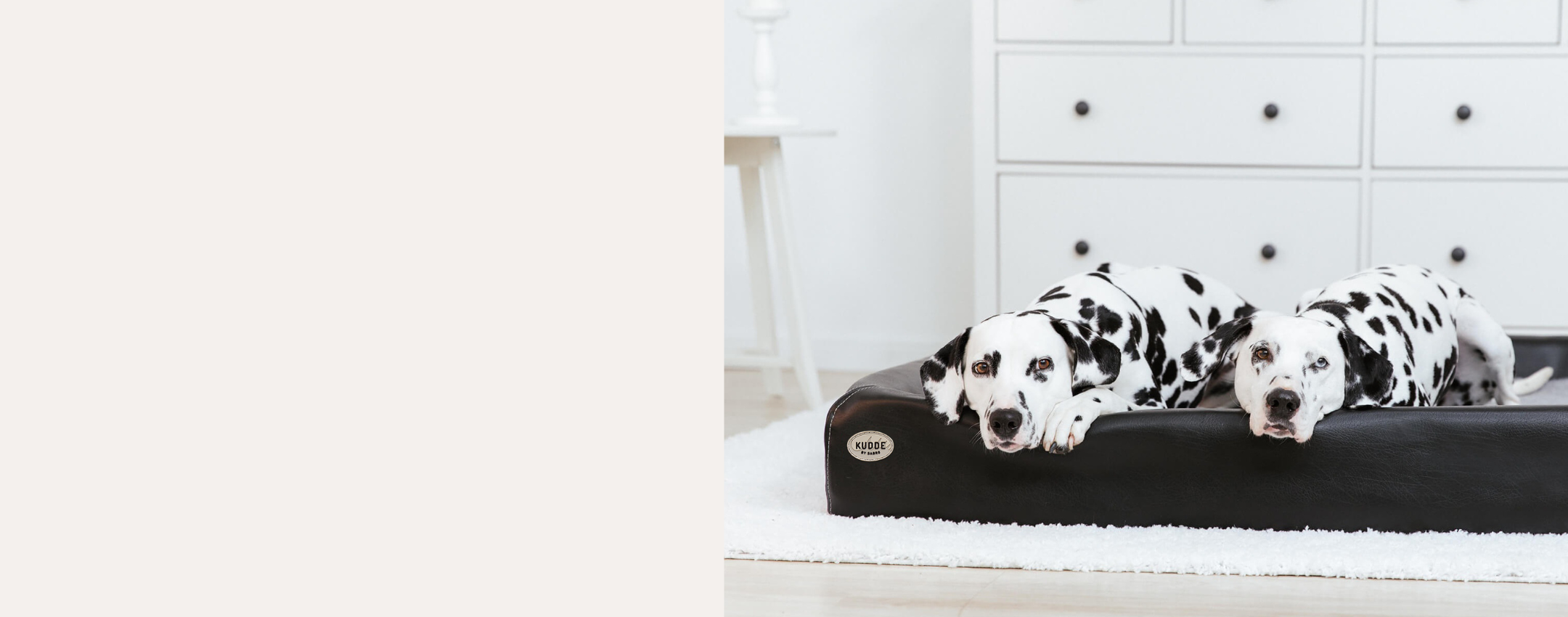 Heroimage Labradors at KUDDE