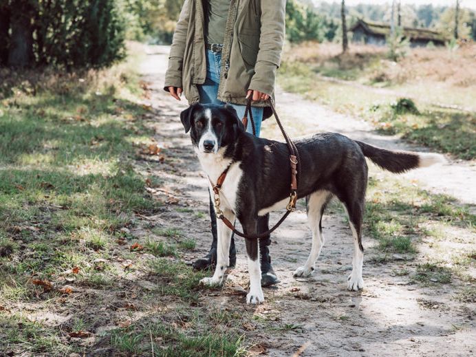 Adjustable OUTDOOR dog lead