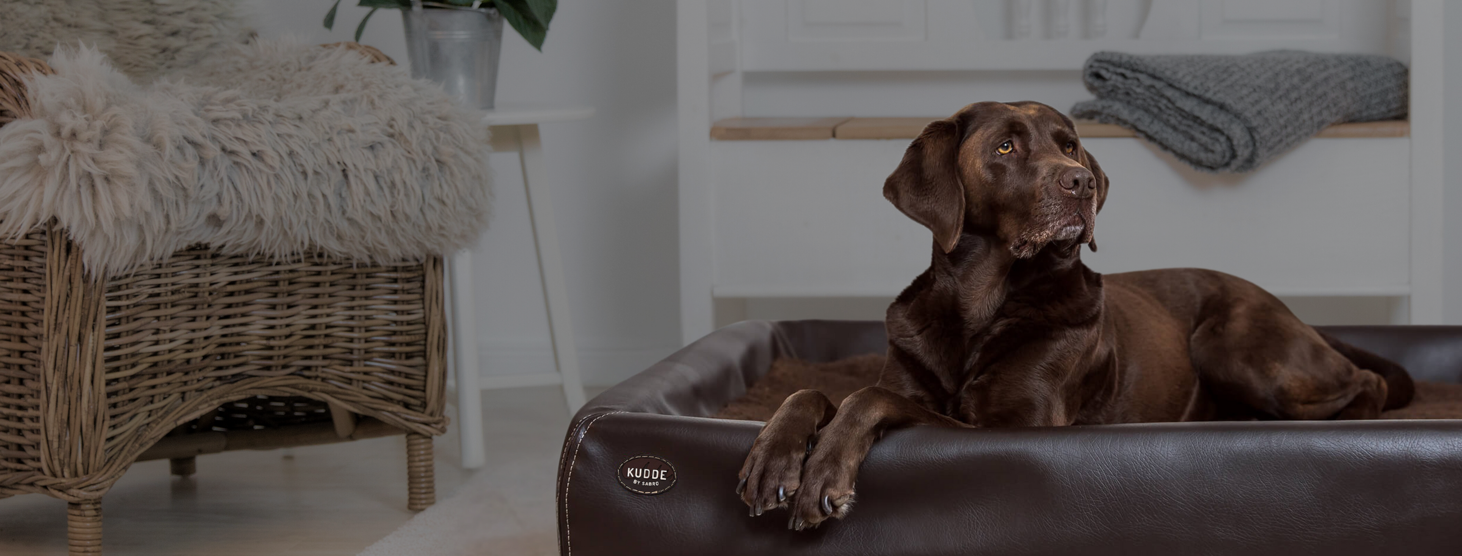 Heroimage orth. Dog Beds Desktop