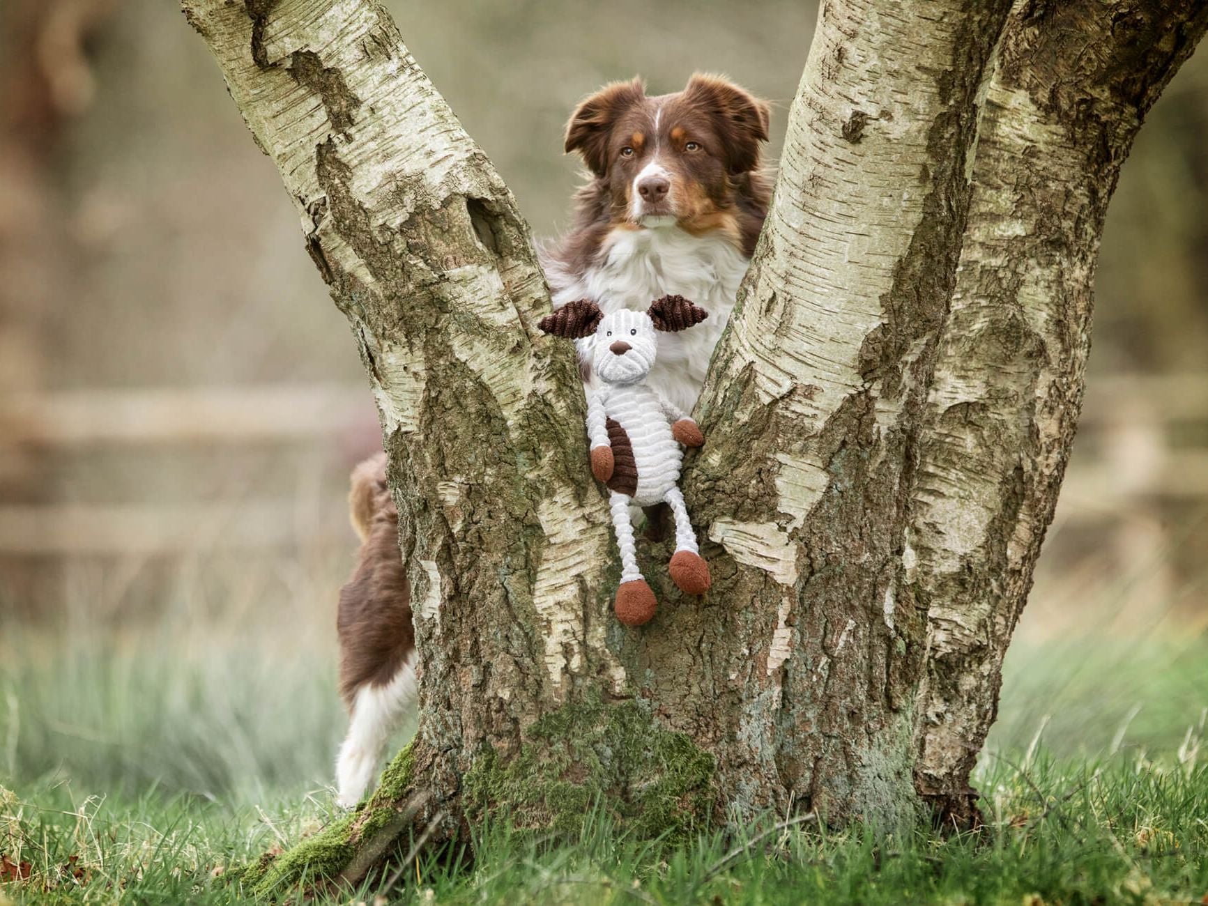MAX dog
