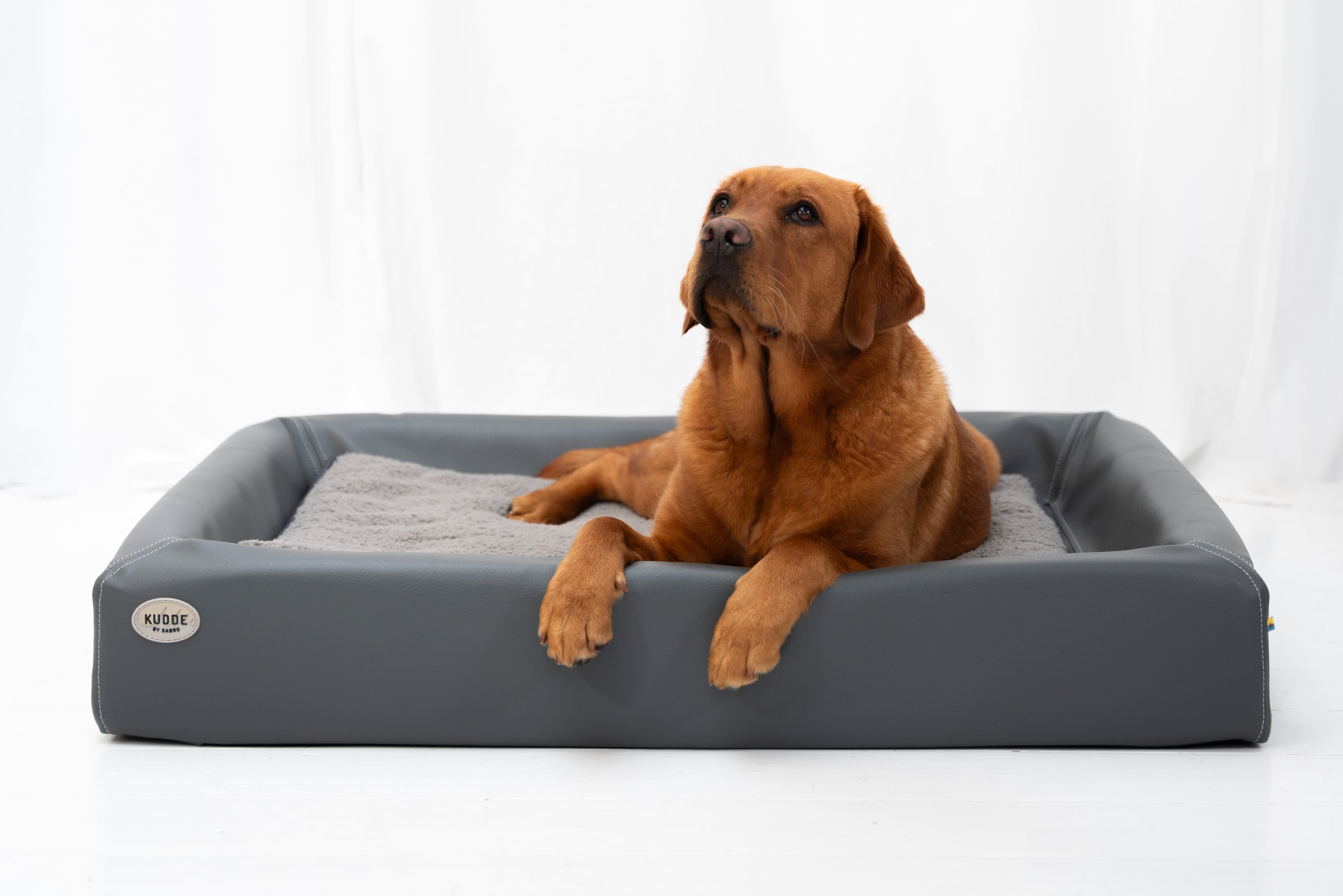Labrador in KUDDE stone