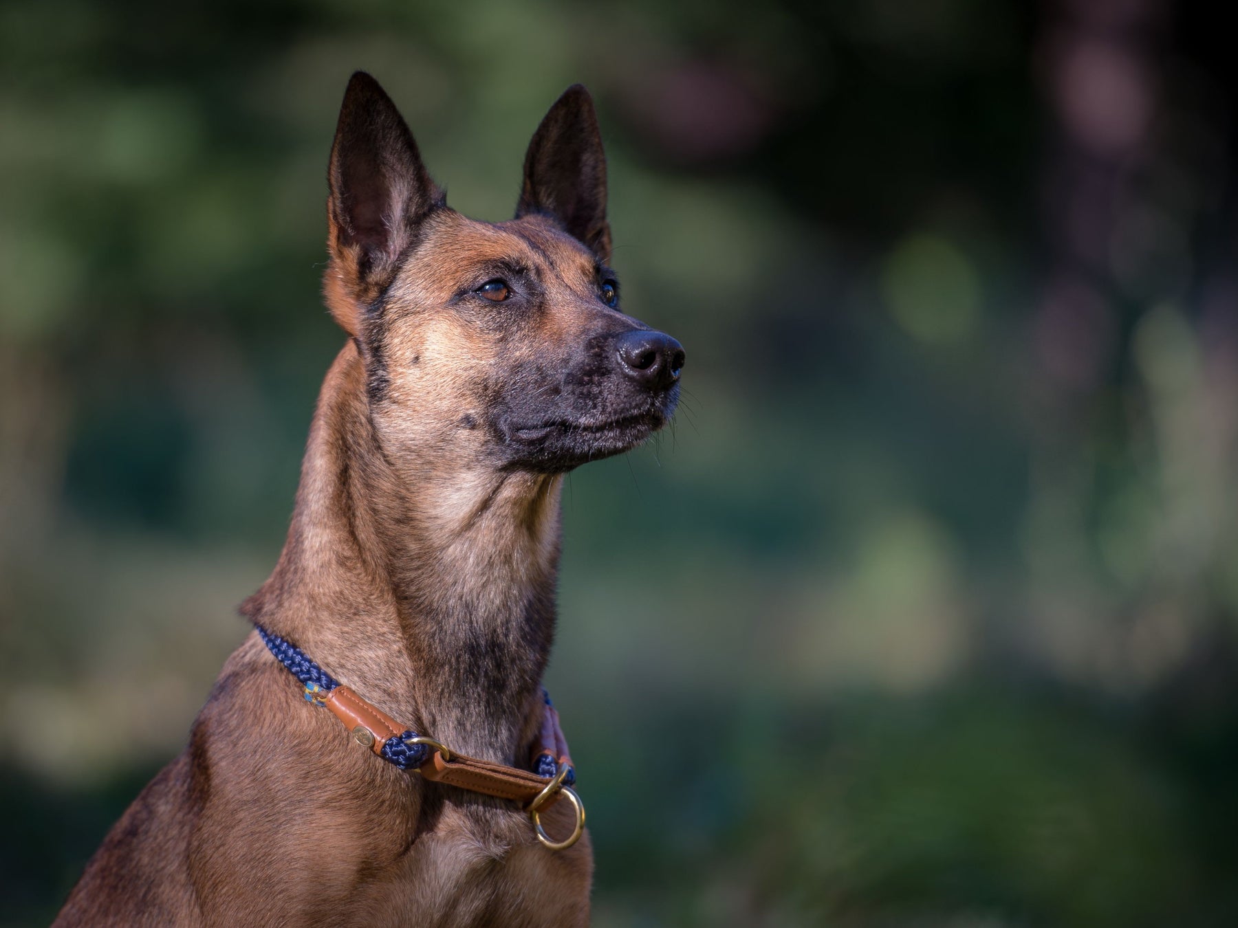 OUTDOOR round pull dog collar