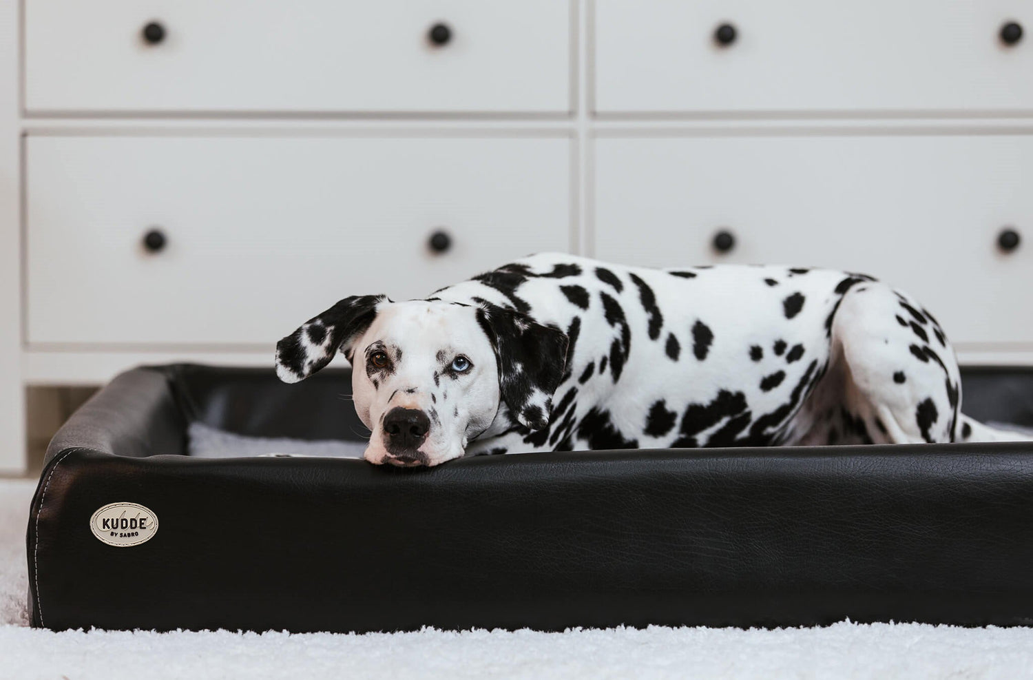 So kann Kaiser Natron deinem Hund helfen