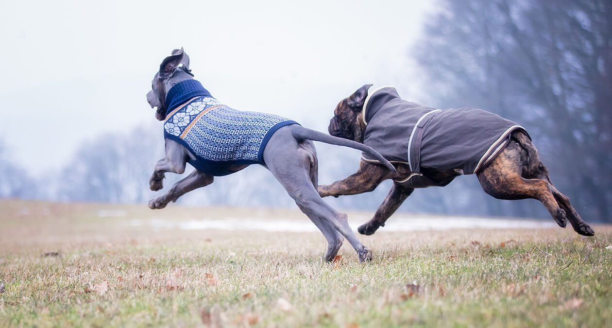 Sinn und Unsinn von Hunde Schutzkleidung wie Hundepullover, Hunde-Regenmantel, Hunde-Wintermantel & Co.