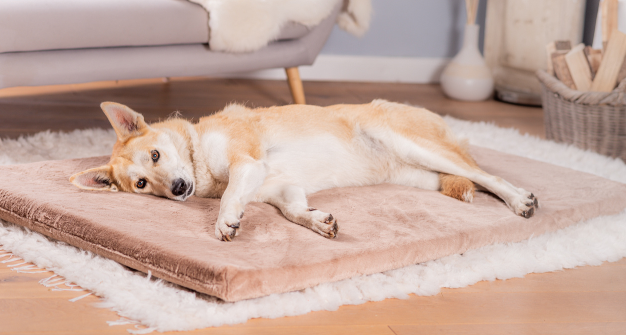 Arthrose beim Hund: So kann die Liegeposition und das Hundebett gegen Schmerzen helfen