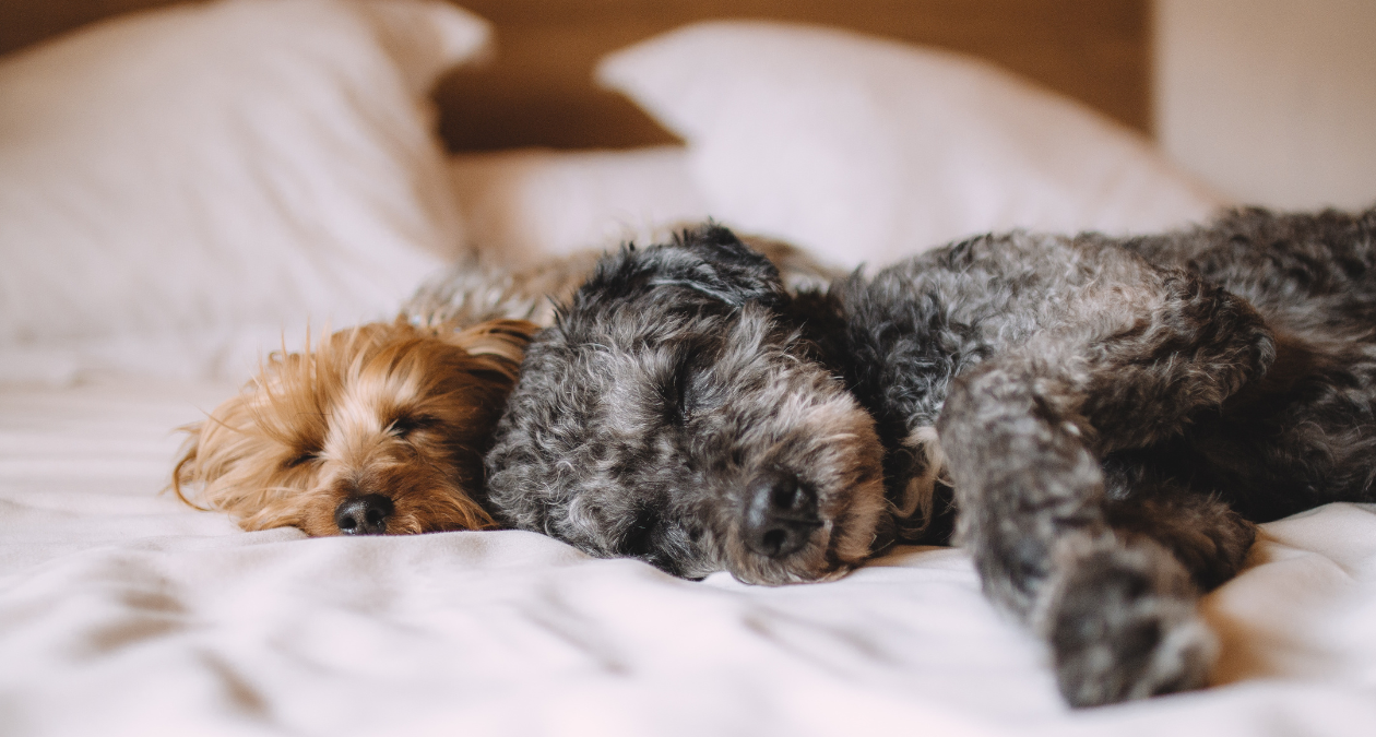 Warum schlafen Hunde so viel?