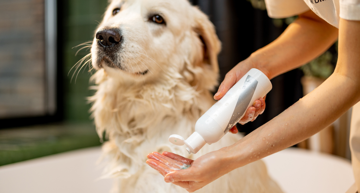 Hunde Fellpflege: Tipps zur Pflege jedes Hundefells