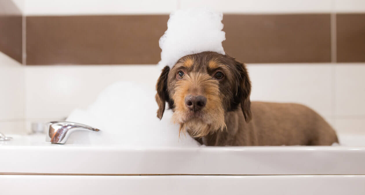 Hund baden: so pflegst und badest du deinen Hund richtig