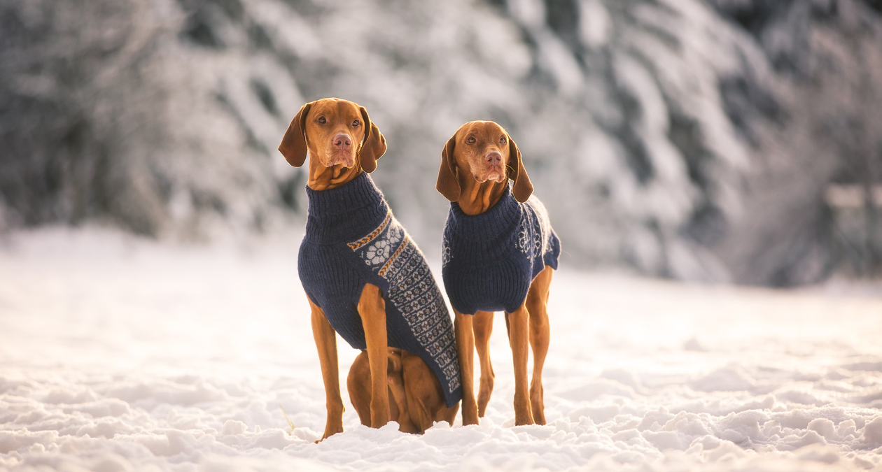 Hundekleidung im Winter: Wie sinnvoll sind Wintermäntel, Schuhe & Co.?