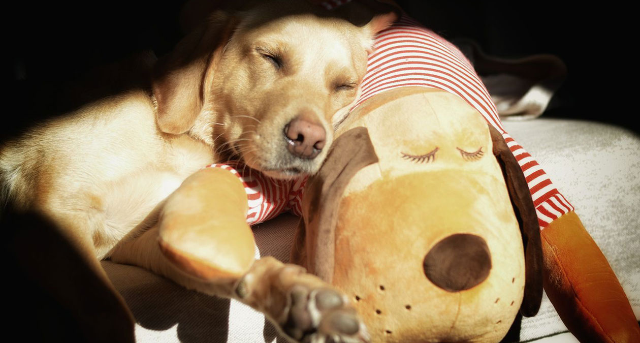 Hunde schlafen anders: darum sind Ruhephasen und Schlaf für Hunde so wichtig