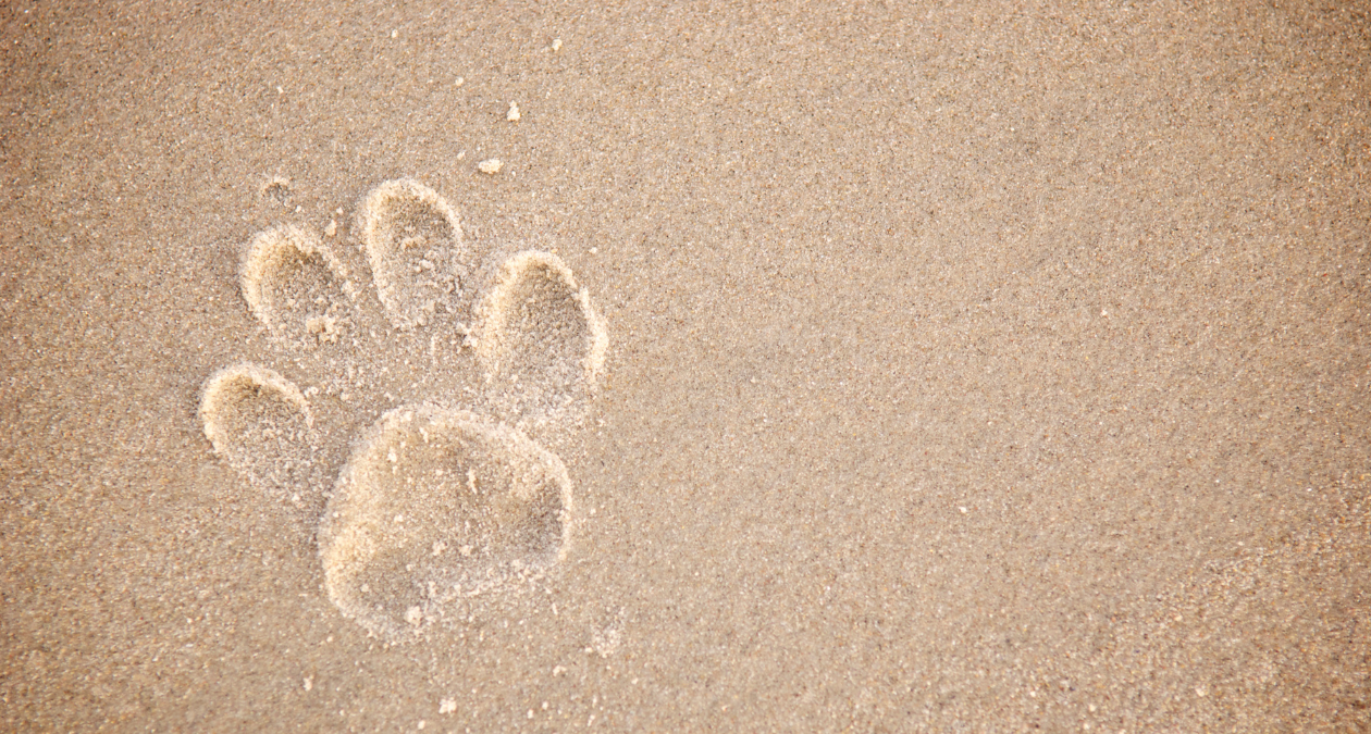 Hilfe bei Pfotenverletzungen im Urlaub: So geht die Erste Hilfe beim Hund