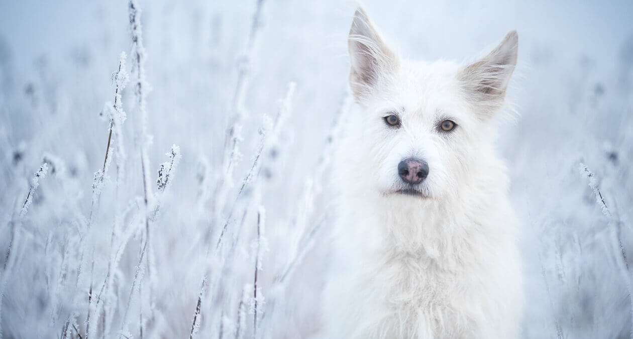 Hund im Schnee: Das musst du beim Gassigehen im Winter beachten