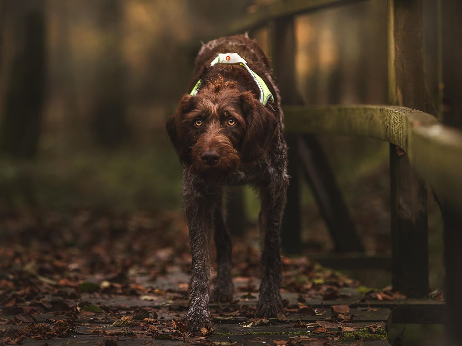 LightHound Leuchtgeschirr