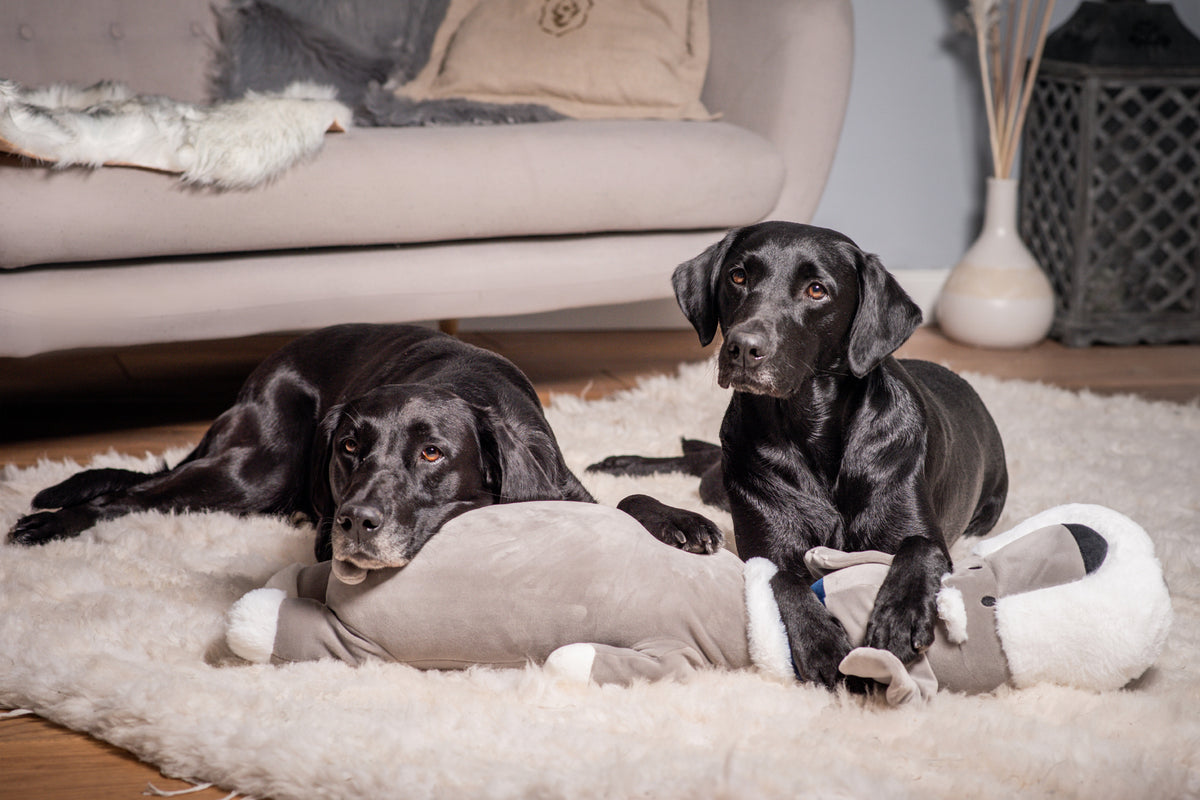 Ankuschelhund THEO