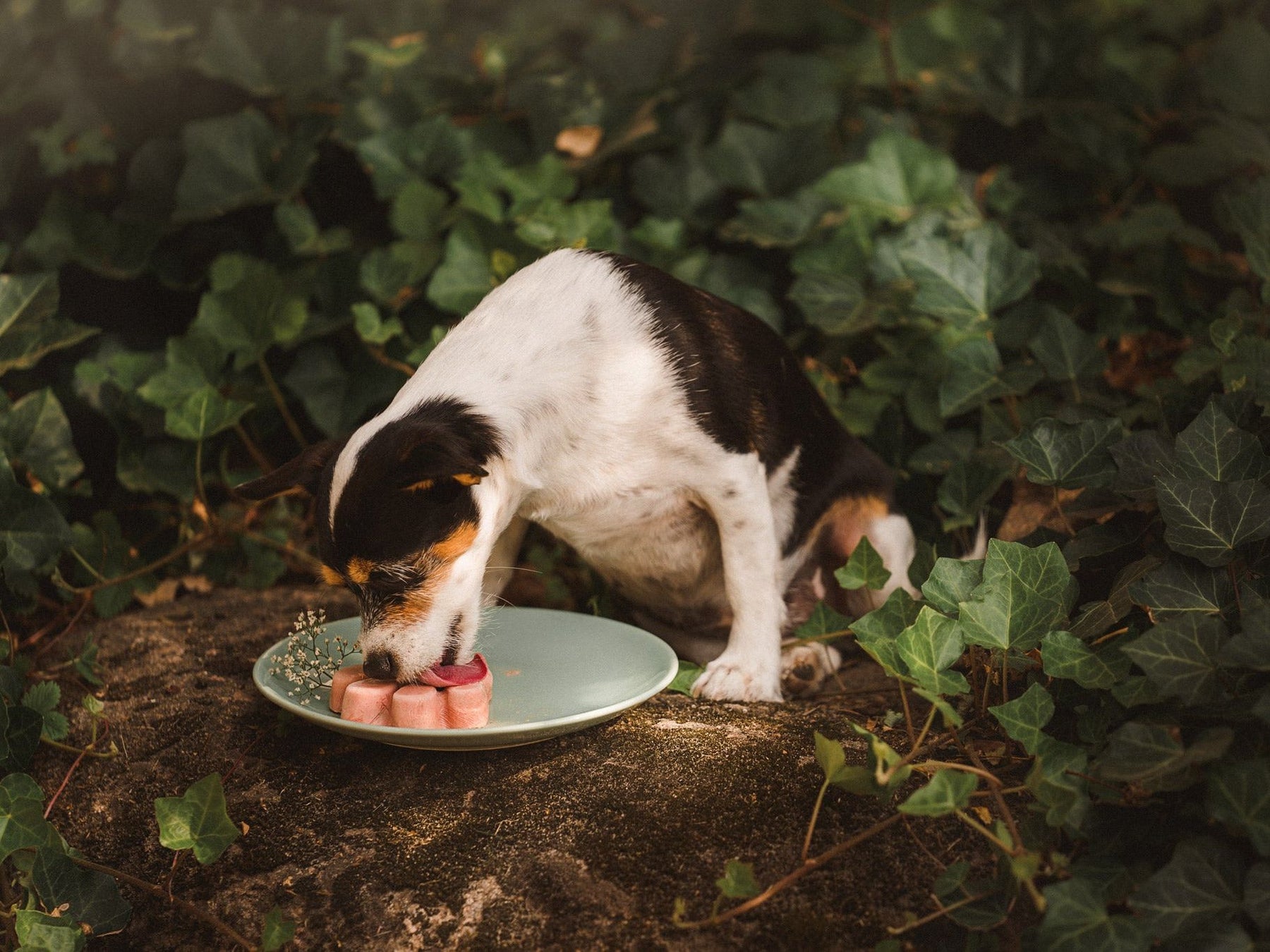 Hunde-Eisform Silikon