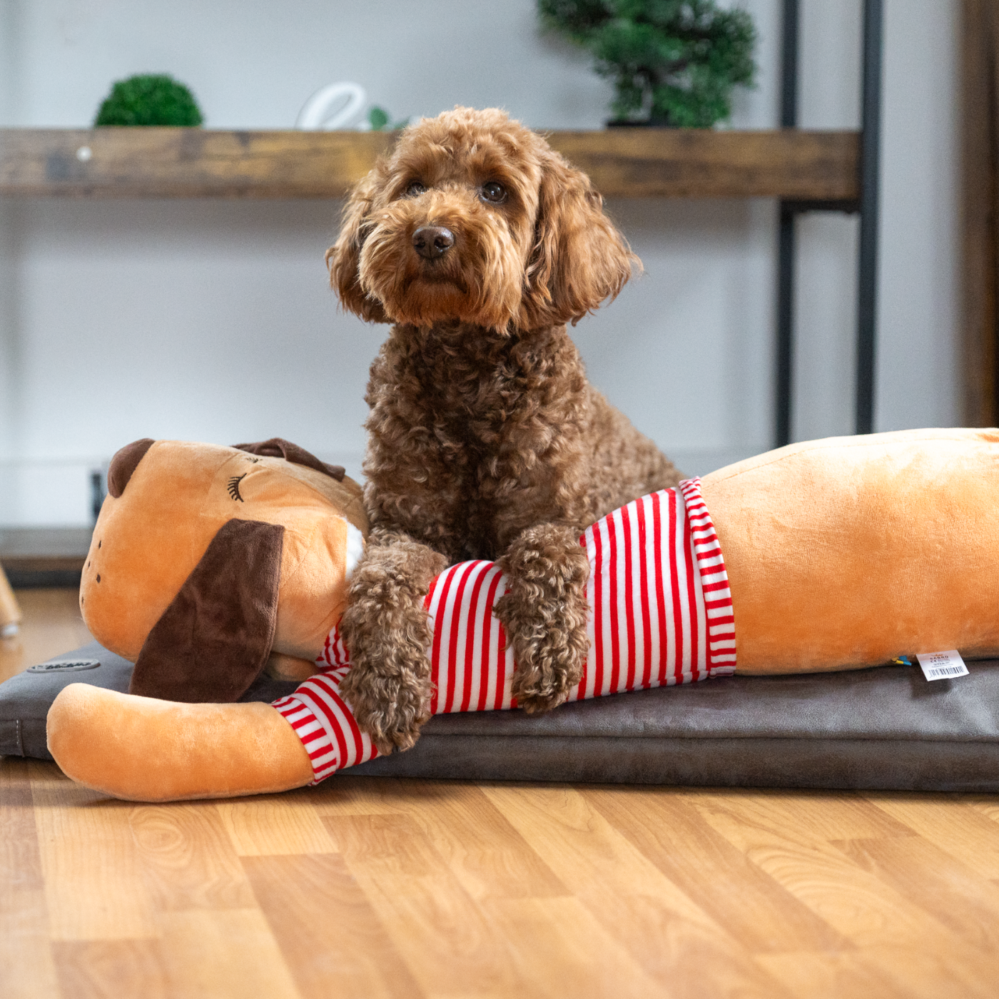 Pudel mit Ankuschelhund Tomte