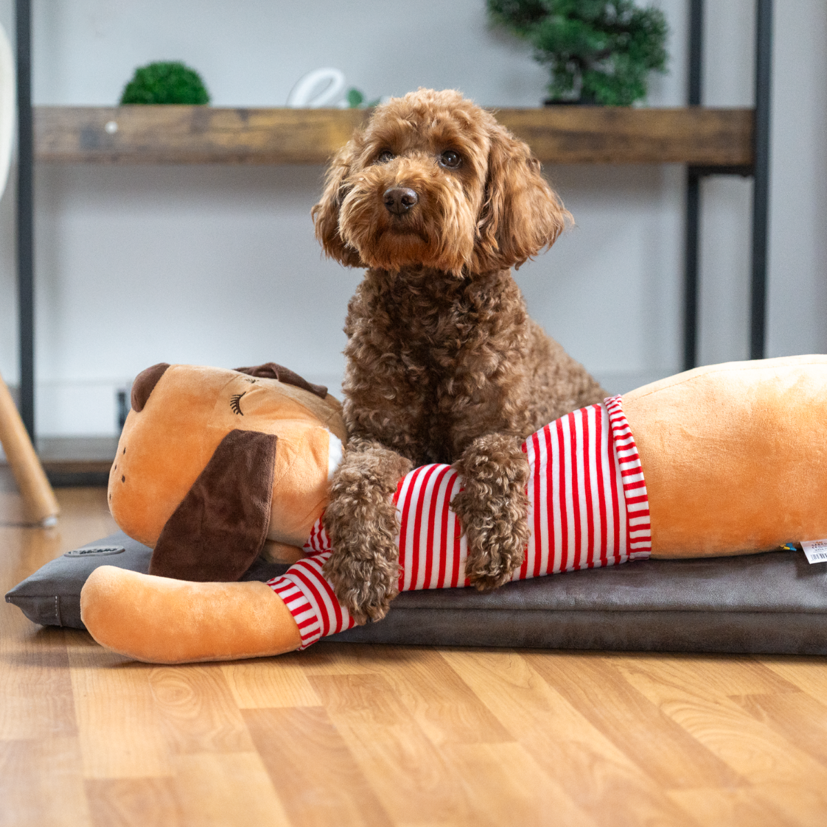 Pudel mit Ankuschelhund Tomte