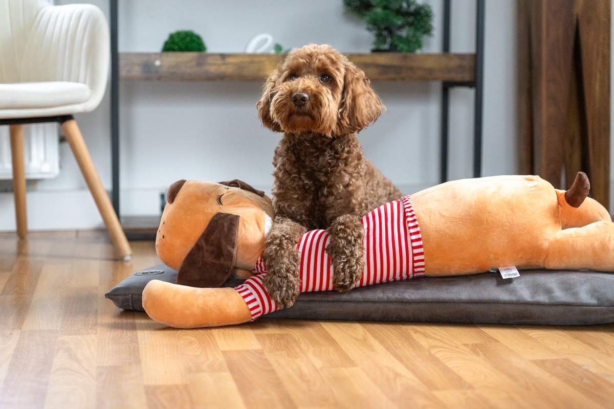 Ankuschelhund TOMTE