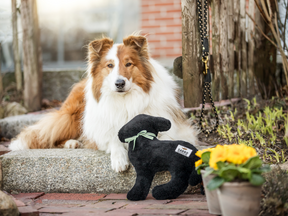 Lamm LOTTE Hundespieltier
