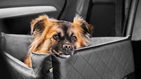 Hunde Autositz Rida