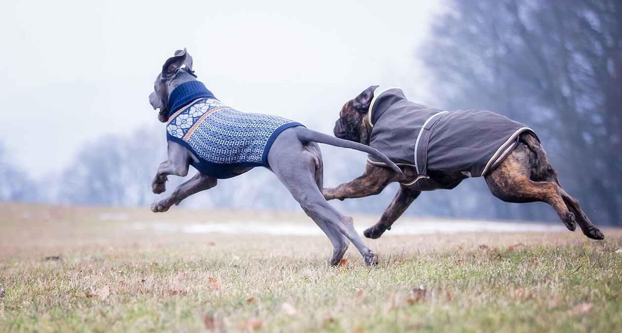 The sense and nonsense of dog protective clothing such as dog sweaters, dog raincoats, dog winter coats, etc.