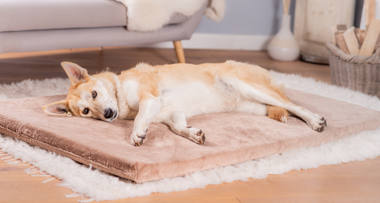 Osteoarthritis in dogs: how the lying position and the dog bed can help against pain